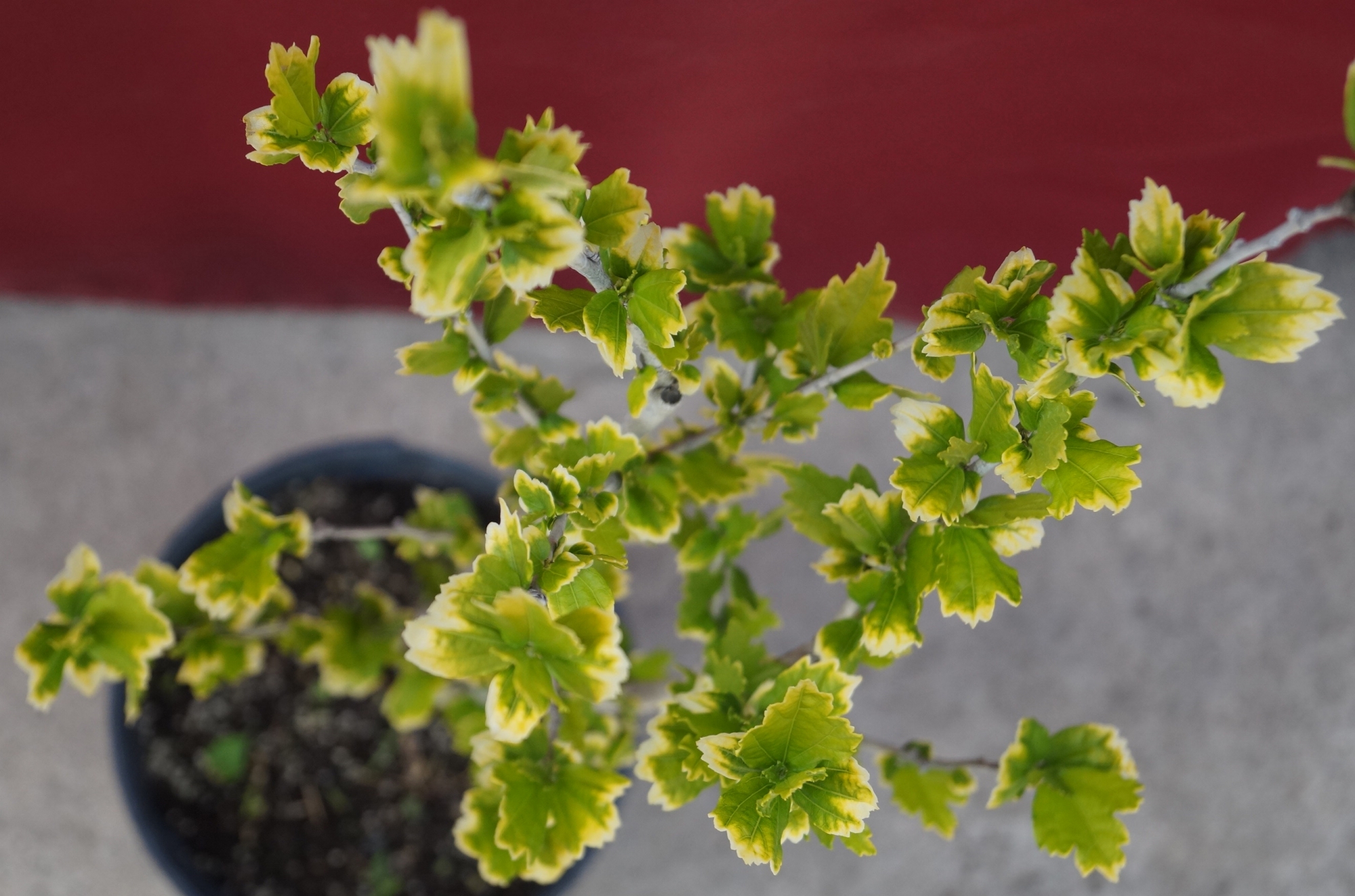 Градински хибискус вариегатен (Hibiscus variegata)