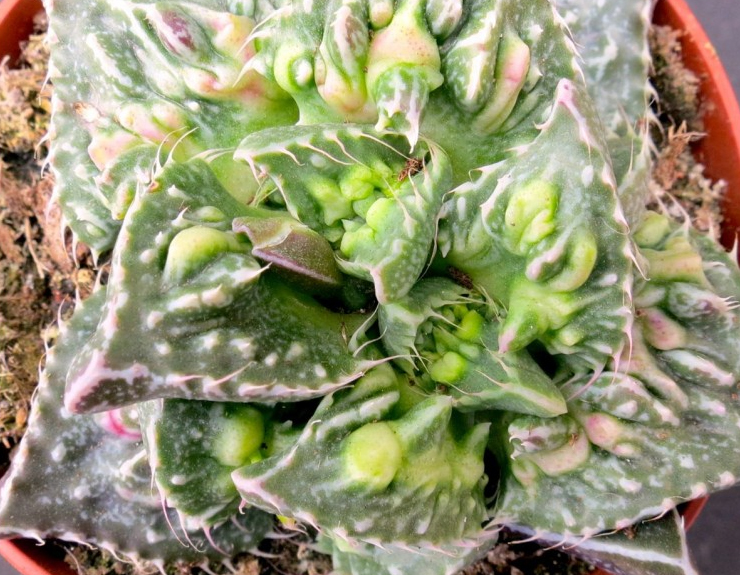 Грапава фаукария (Faucaria hybrid Clon Selected) Грапава фаукария (Faucaria hybrid Clon Selected)