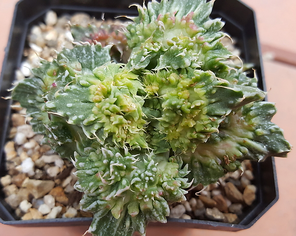 Грапава Фаукария (Faucaria tuberculosa Super Warty, 몬스터) Грапава Фаукария (Faucaria tuberculosa Super Warty, 몬스터)