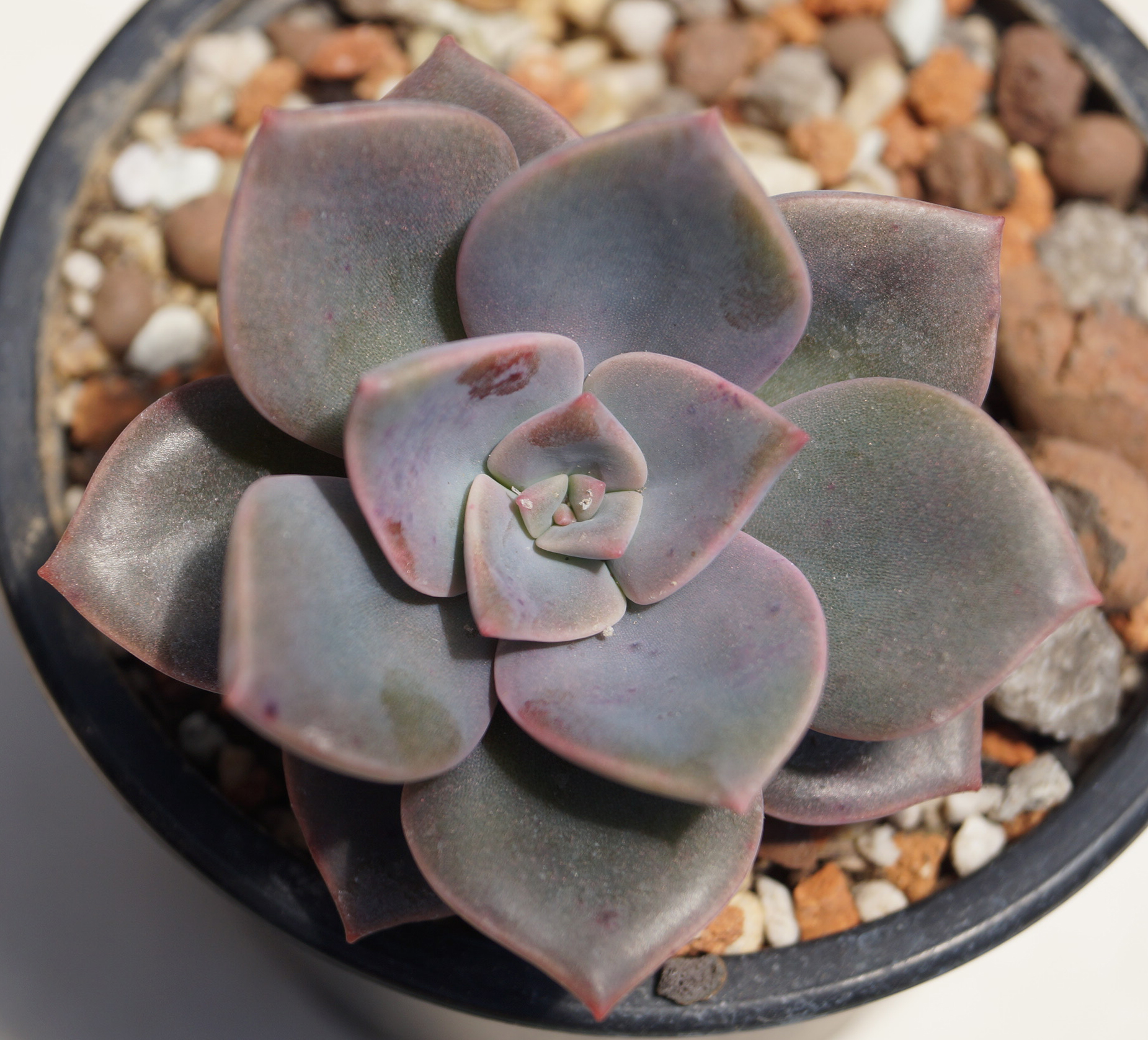 Граптоверия (Graptoveria Albert Baynesii)