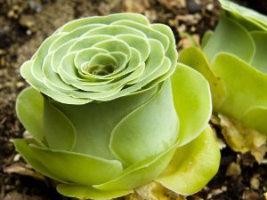Греновия (Greenovia aurea plant)