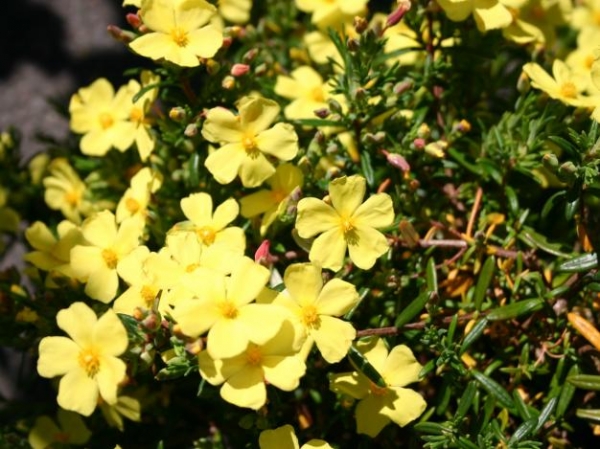 Халимиум, скална роза (Halimium calycinum, libanotis, Rockrose)