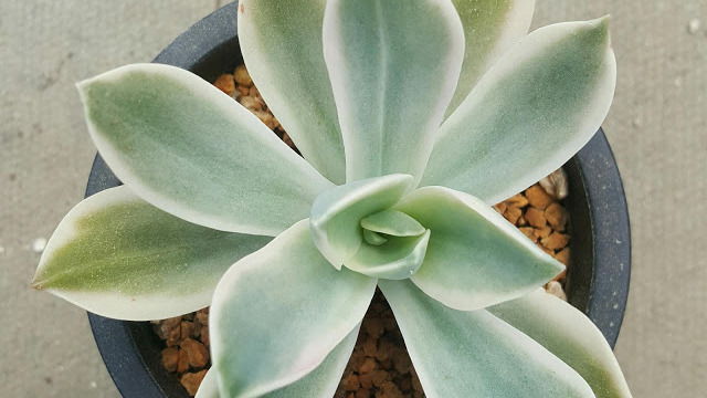Граптоверия (Graptoveria Fred Ives variegata)