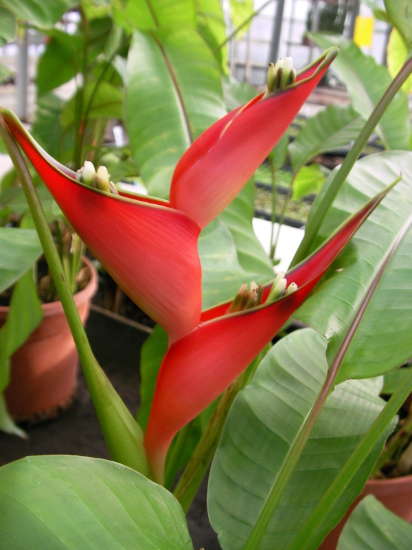 Хеликония (Heliconia)