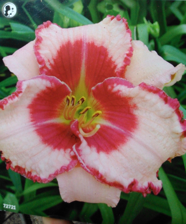 Хемерокалис (Hemerocallis Dare to Love)