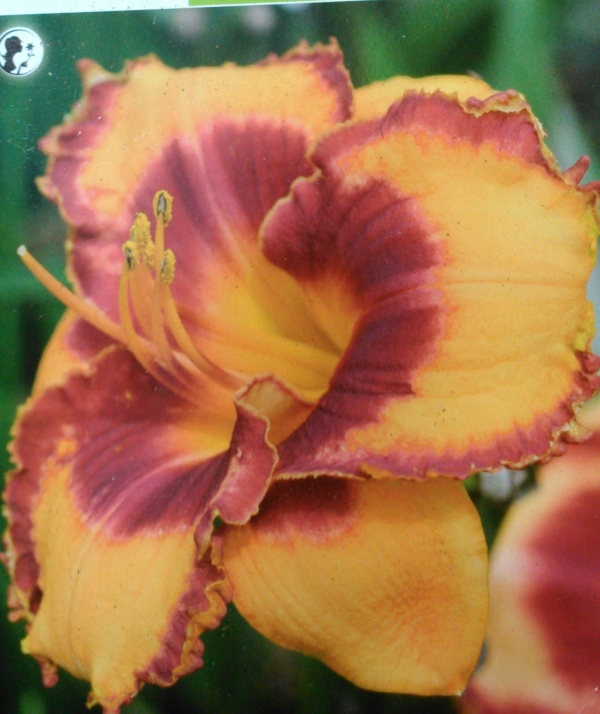Хемерокалис (Hemerocallis San Louis Halloween)