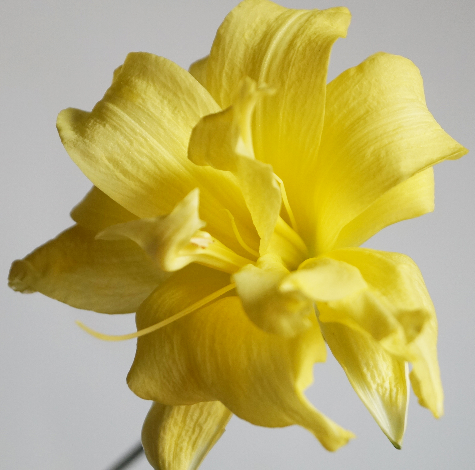 Хемерокалис жълт кичест (Hemerocallis)