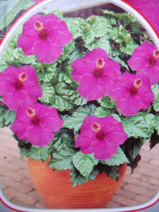 Хибискус (Hibiscus)