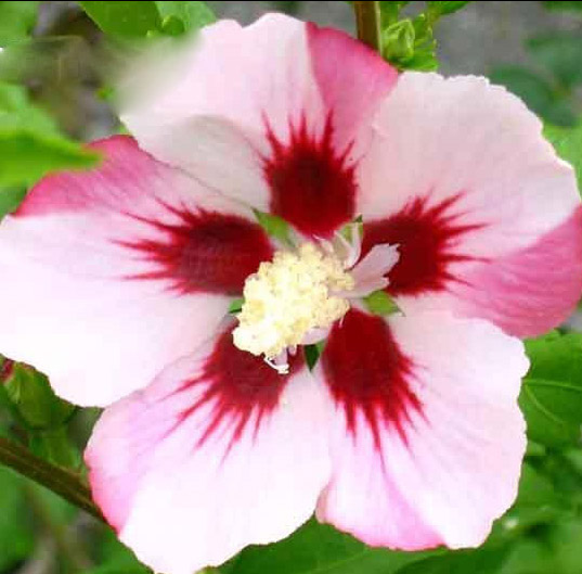 Хибискус облагороден градински (Hibiscus Syriacus Hamabo)