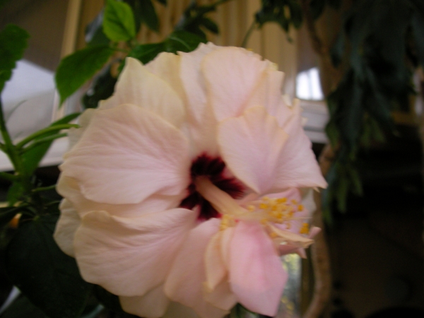 Хибискус  кичест розов (Hibiscus)
