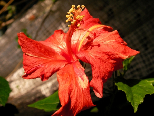 Хибискус, червен (Hibiscus red)
