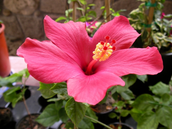 Хибискус цикламен (Hibiscus)
