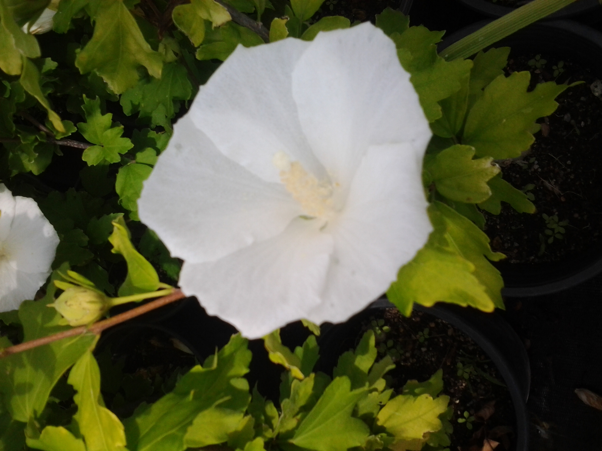 Хибискус, Градински, бял, дървовидна ружа (Hibiscus)