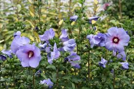 Хибискус градински син, Дървовидна ружа (Hibiscus syriacus)