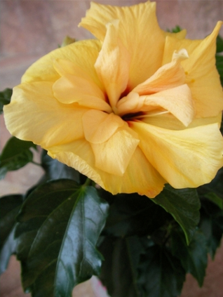 Хибискус жълт кичест (Hibiscus)