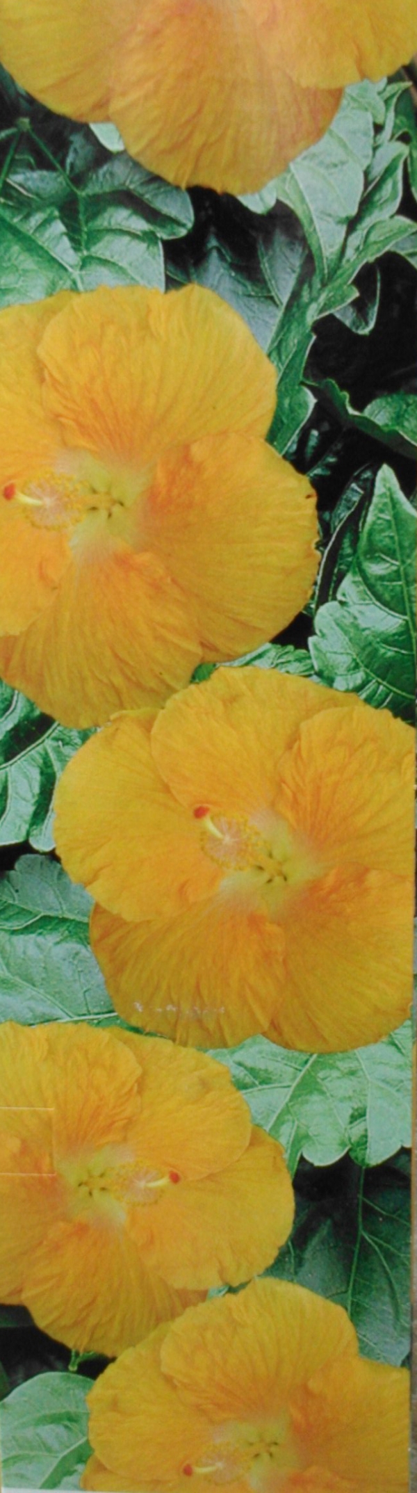 Хибискус (Hibiscus)