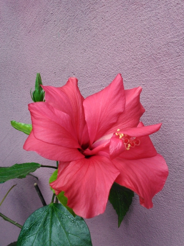 Хибискус цикламен (Hibiscus)