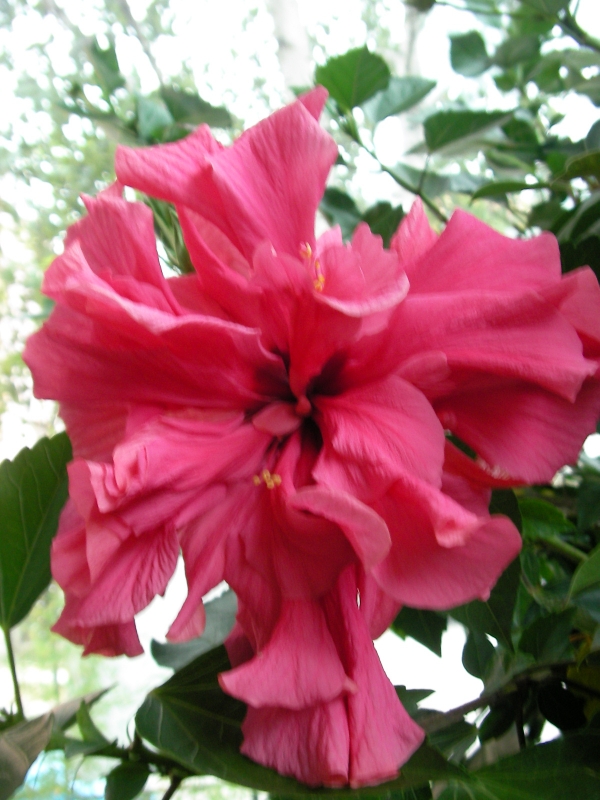 Хибискус (Hibiscus)