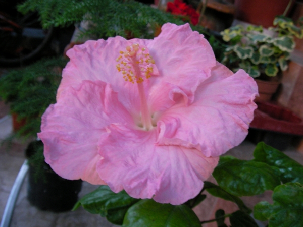 Хибискус жълто-розов (Hibiscus)