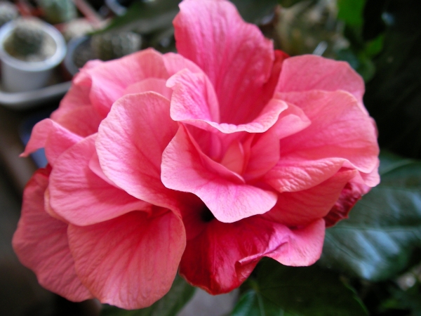 Хибискус кичест  стаен  цикламен Китайска роза (Hibiscus)