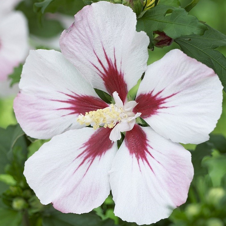 Хибискус, градински, сирийска роза (Hibiscus syriacus Hamabo)