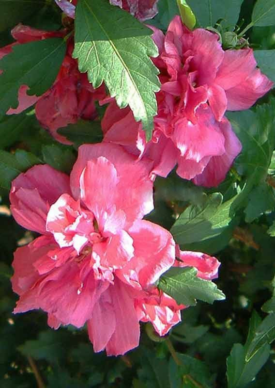 Хибискус, кичест, градински, сирийска роза (Hibiscus syriacus roseus plenus)