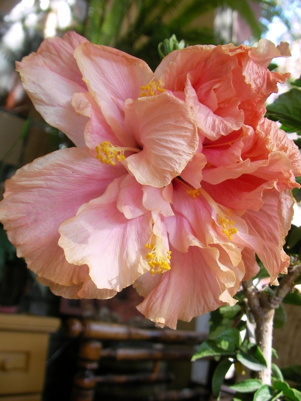 Хибискус кичест (Hibiscus)