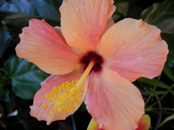 Хибискус, Китайска роза бананово жълта (Hibiscus)