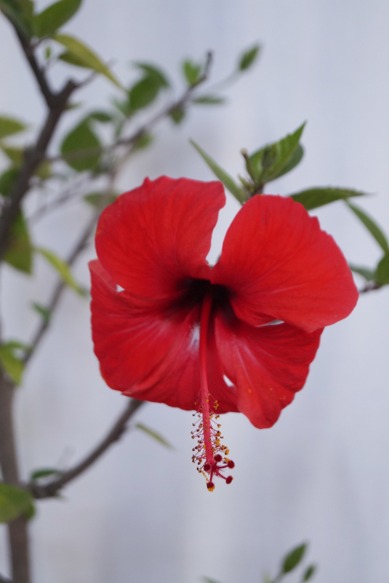 Хибискус, Китайска роза, червена (Hibiscus)