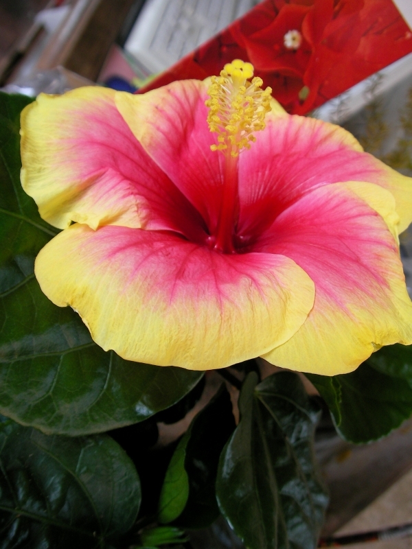 Хибискус, Китайска роза двуцветна (Hibiscus sinensis Apollo)