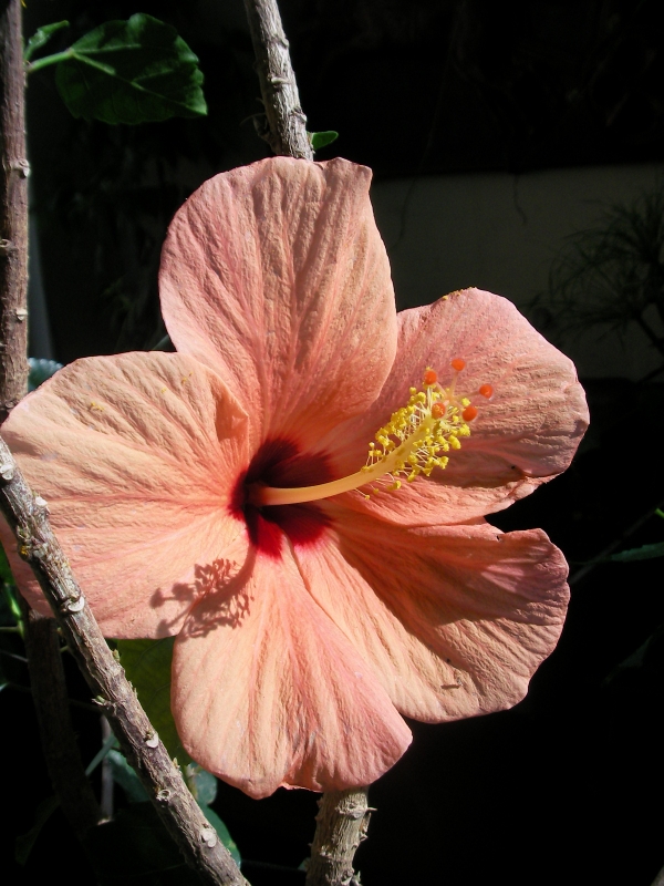 Хибискус, Китайска роза (Hibiscus)