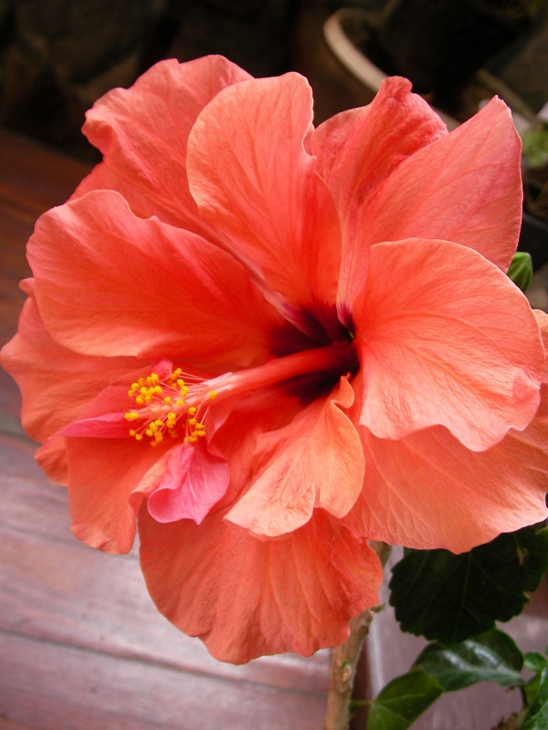 Хибискус Китайска роза (Hibiscus)