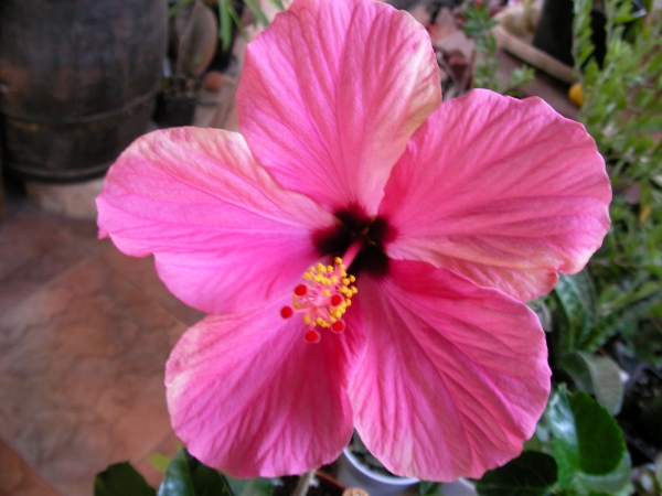 Хибискус, Китайска роза (Hibiscus)