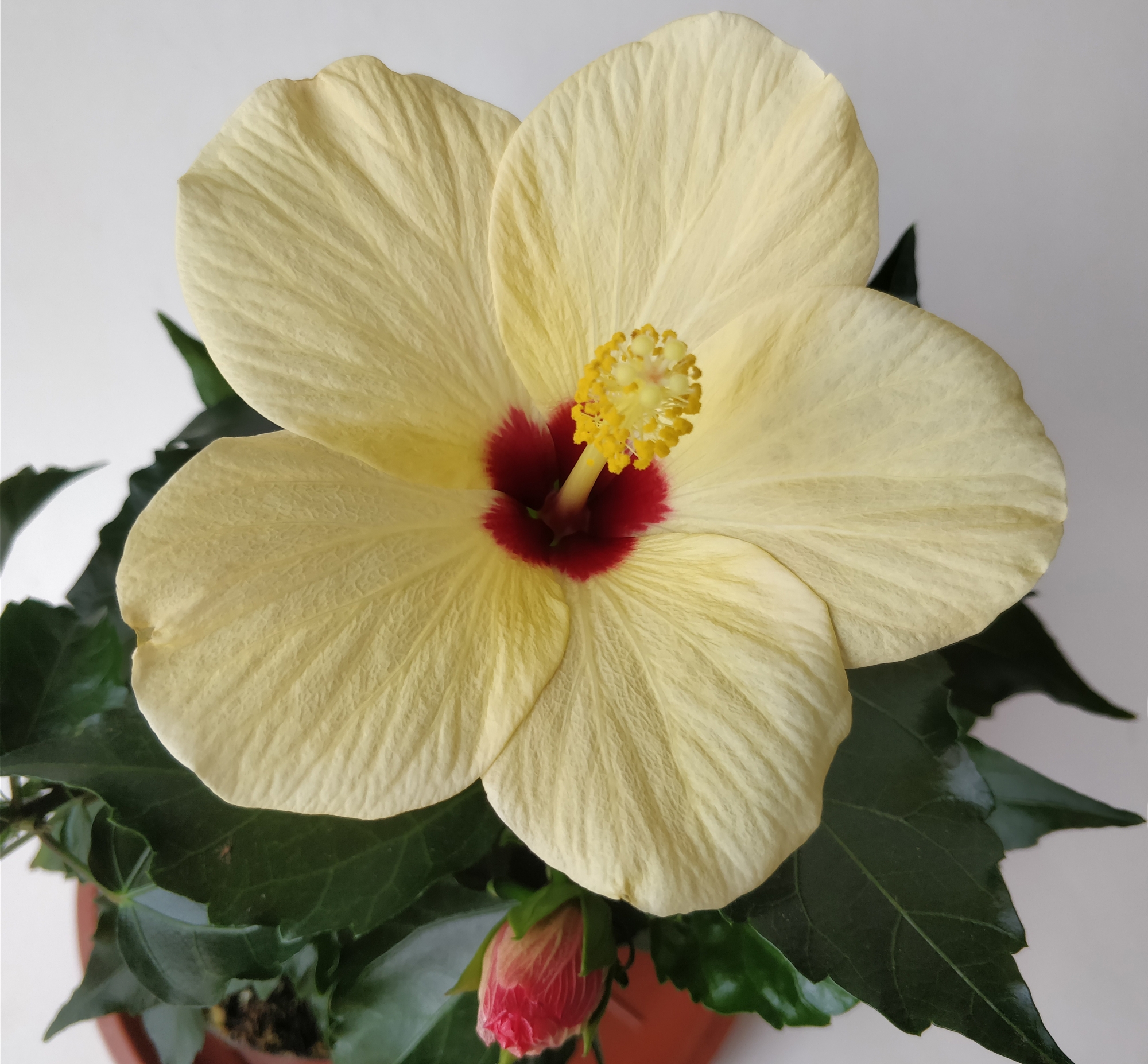 Хибискус, китайска роза, жълта и червена (Hibiscus)