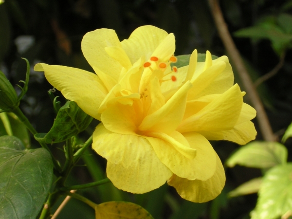 Хибискус, Китайска роза, полукичест, жълта (Hibiscus)