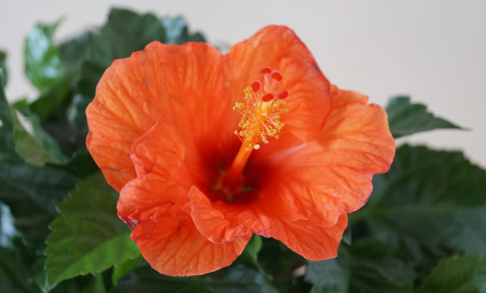 Хибискус оранжев (Hibiscus orange)