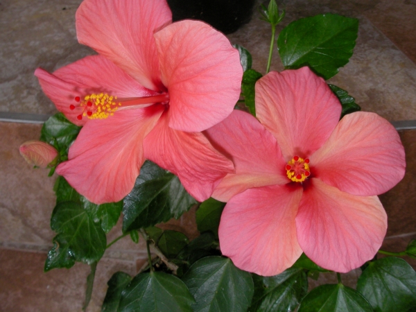 Хибискус стаен  Китайска роза (Hibiscus)