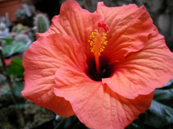 Хибискус стаен Китайска роза (Hibiscus)