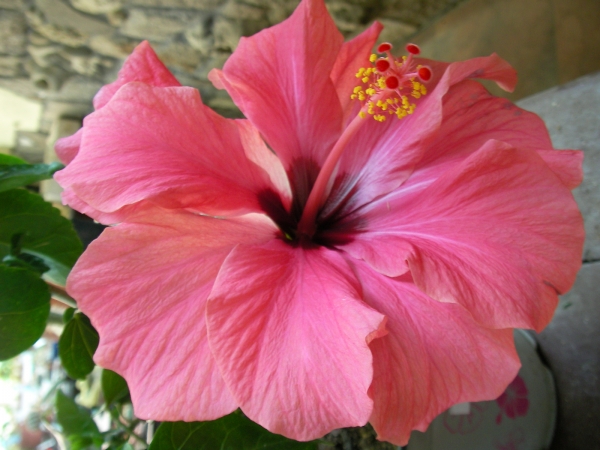 Хибискус стаен Китайска роза (Hibiscus)