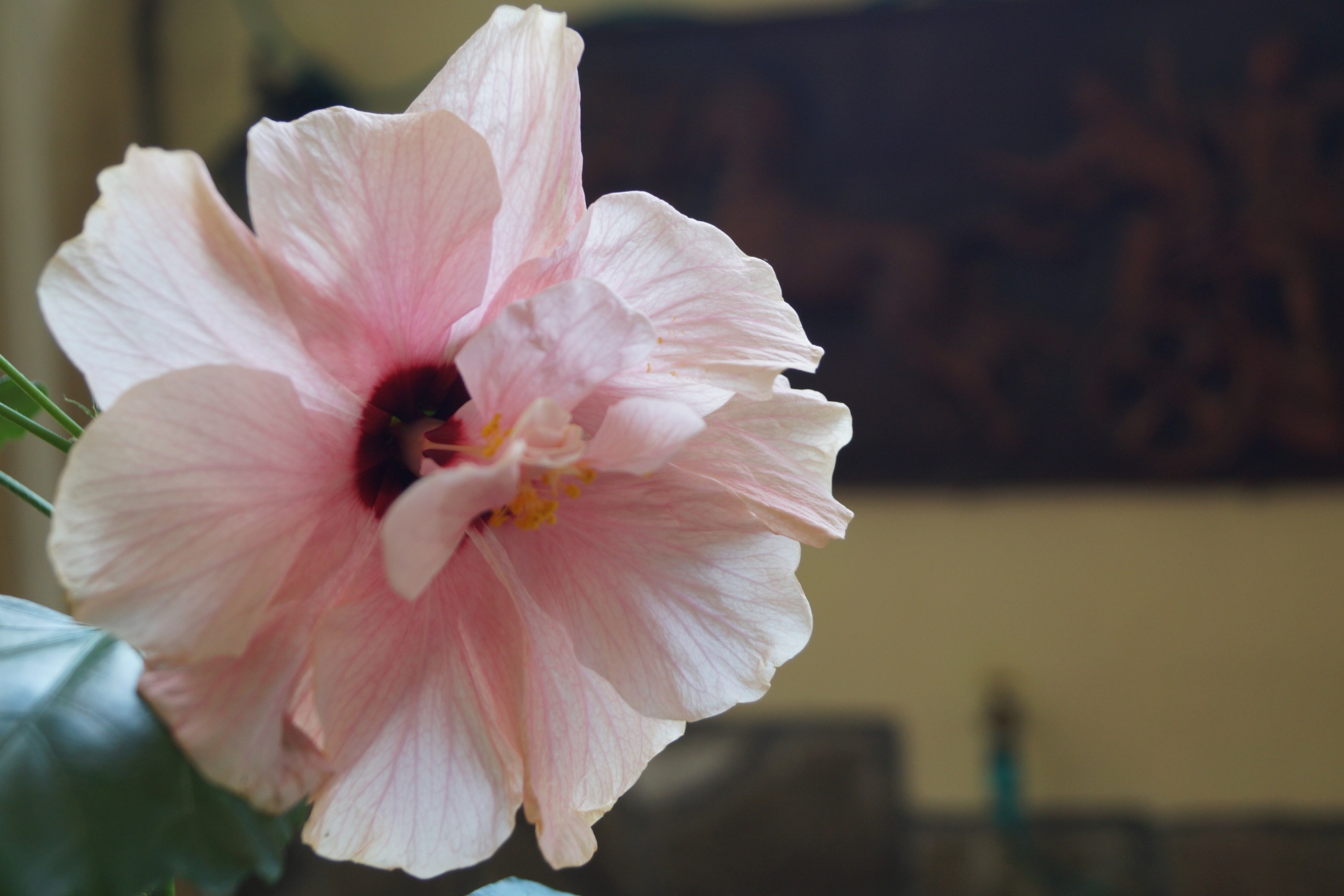 Хибискус стаен  Китайска роза (Hibiscus)
