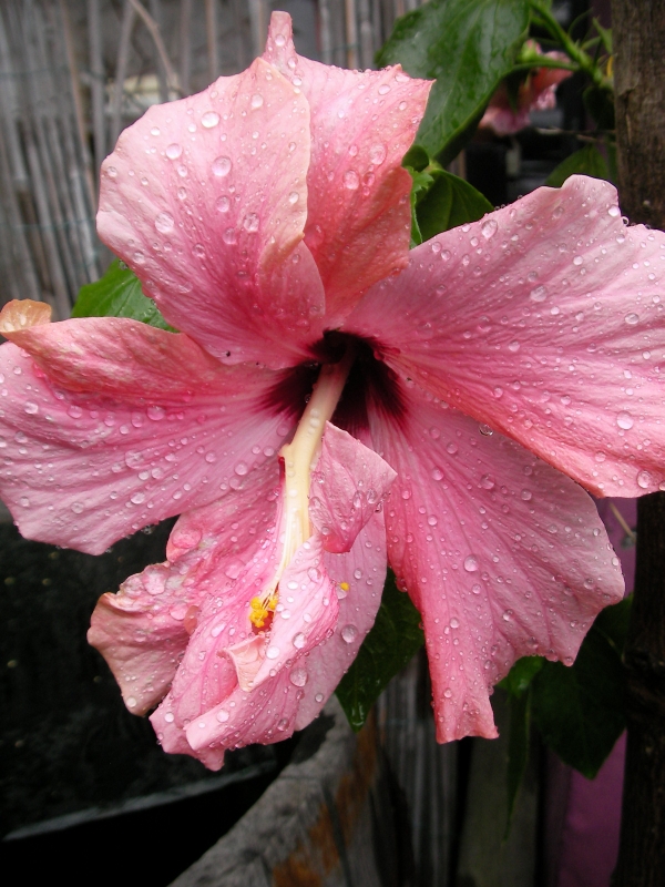 Хибискус стаен бледорозов Китайска роза (Hibiscus)