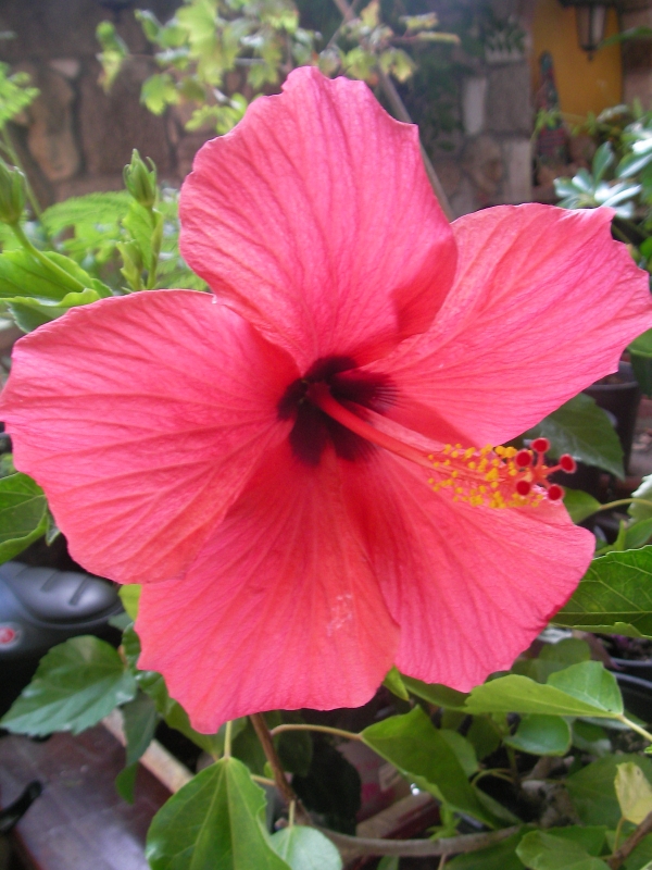 Хибискус стаен Китайска роза (Hibiscus)
