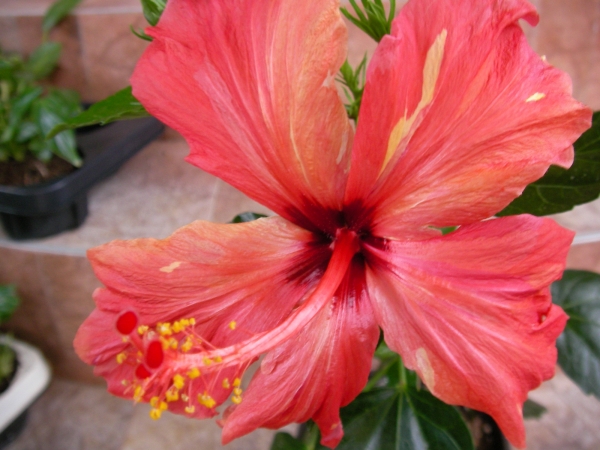 Хибискус стаен Китайска роза (Hibiscus)