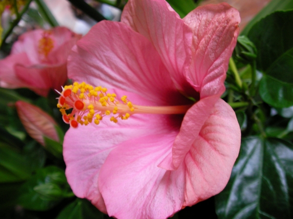 Хибискус стаен розов Китайска роза (Hibiscus)