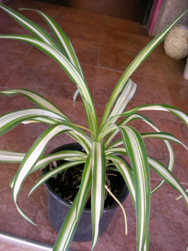 Хлорофитум (Chlorophytum) Хлорофитум (Chlorophytum)