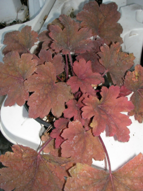 Хойхера (Heuchera)