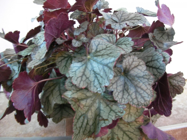 Хойхера (Heuchera)