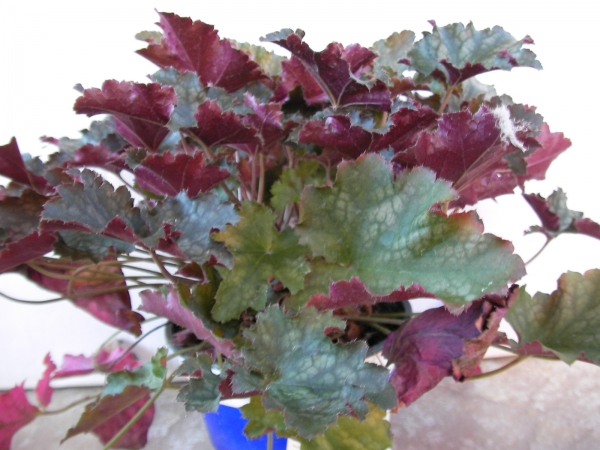 Хойхера (Heuchera)