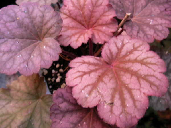 Хойхера (Heuchera)