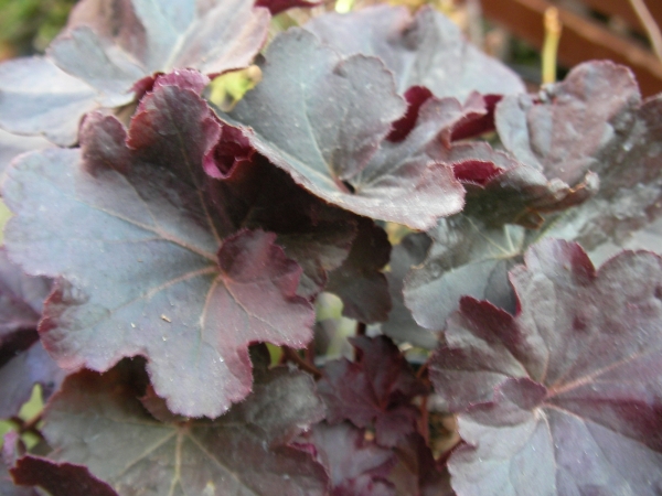 Хойхера (Heuchera)